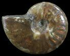 Flashy Red Iridescent Ammonite - Wide #52357-1